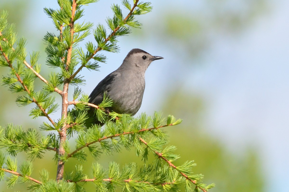 Gray Catbird - Jean Aubé