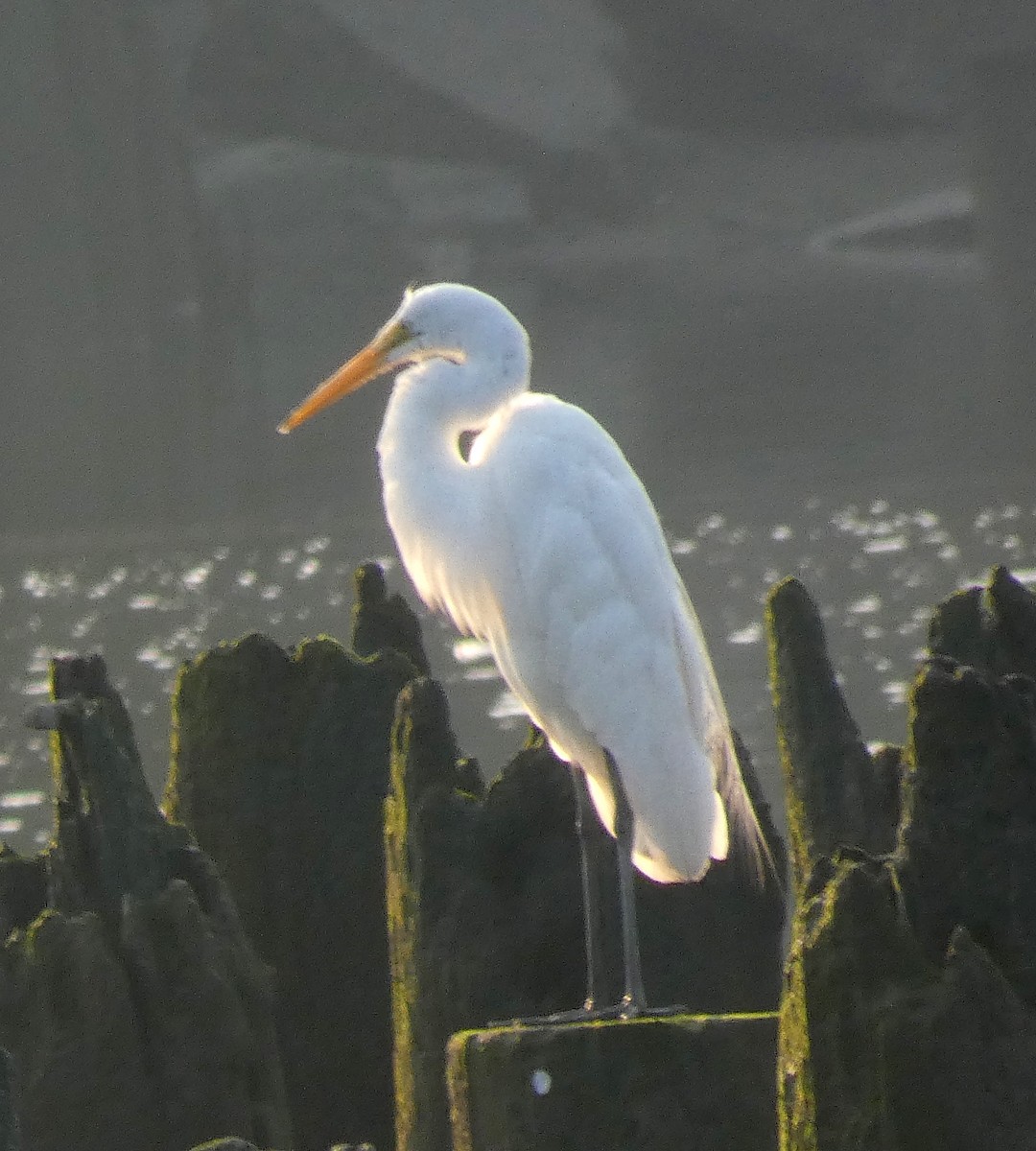 Great Egret - ML357276941