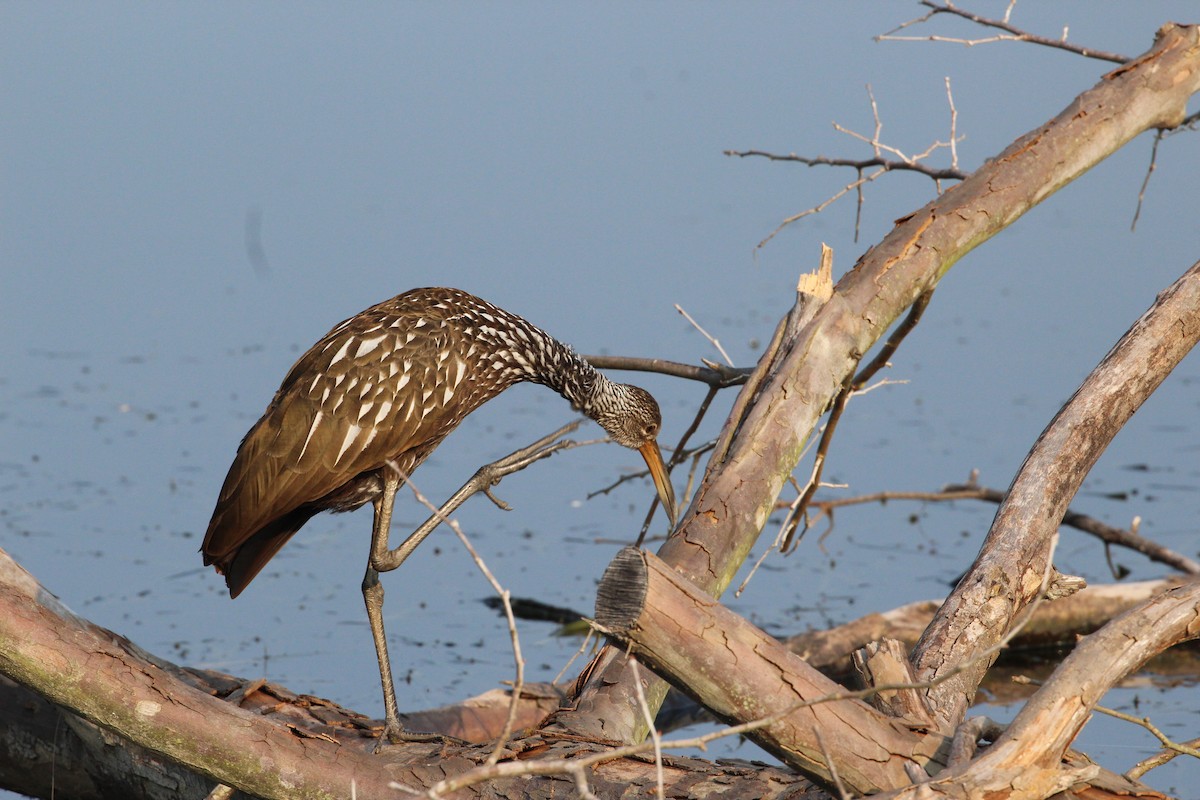 Limpkin - ML357277011