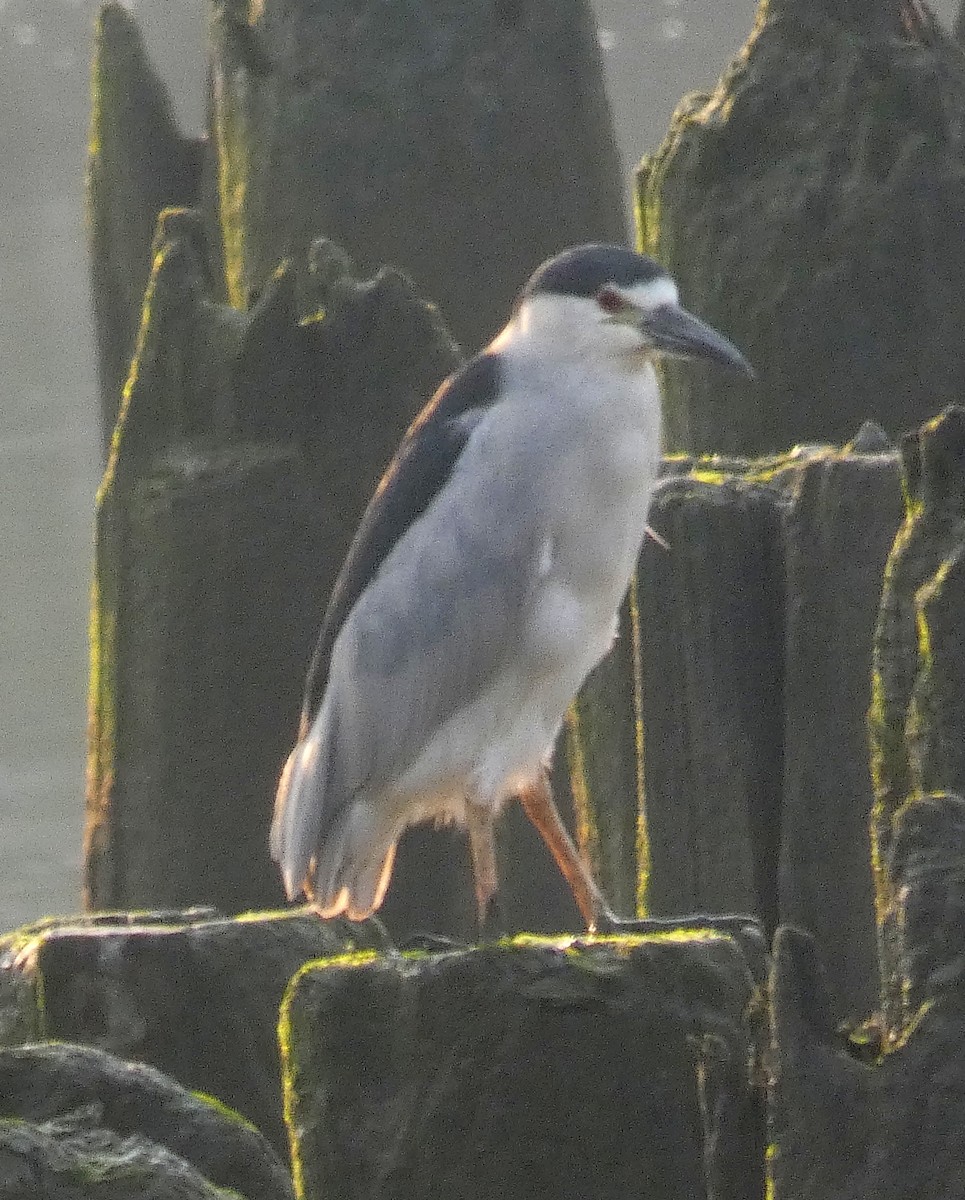 Black-crowned Night Heron - ML357277041