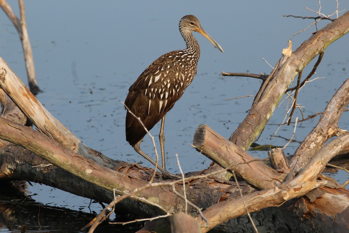 Limpkin - ML357277171