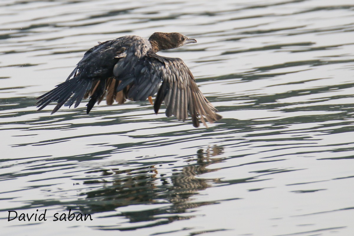 Pygmy Cormorant - ML357278961