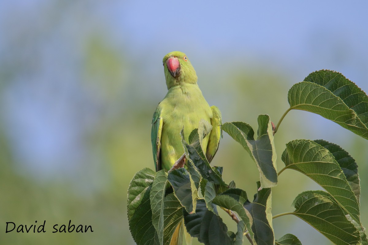 Rose-ringed Parakeet - ML357279021