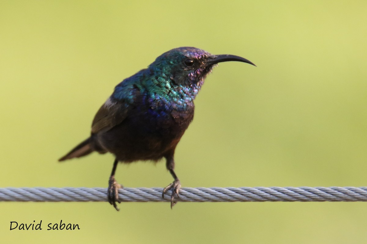 Palestine Sunbird (Palestine) - ML357279041
