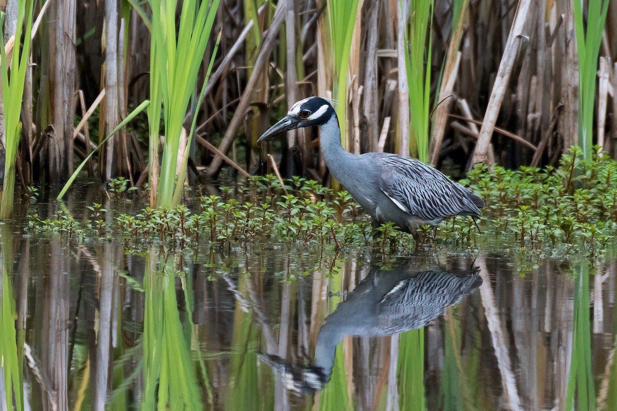 Yellow-crowned Night Heron - ML357280321