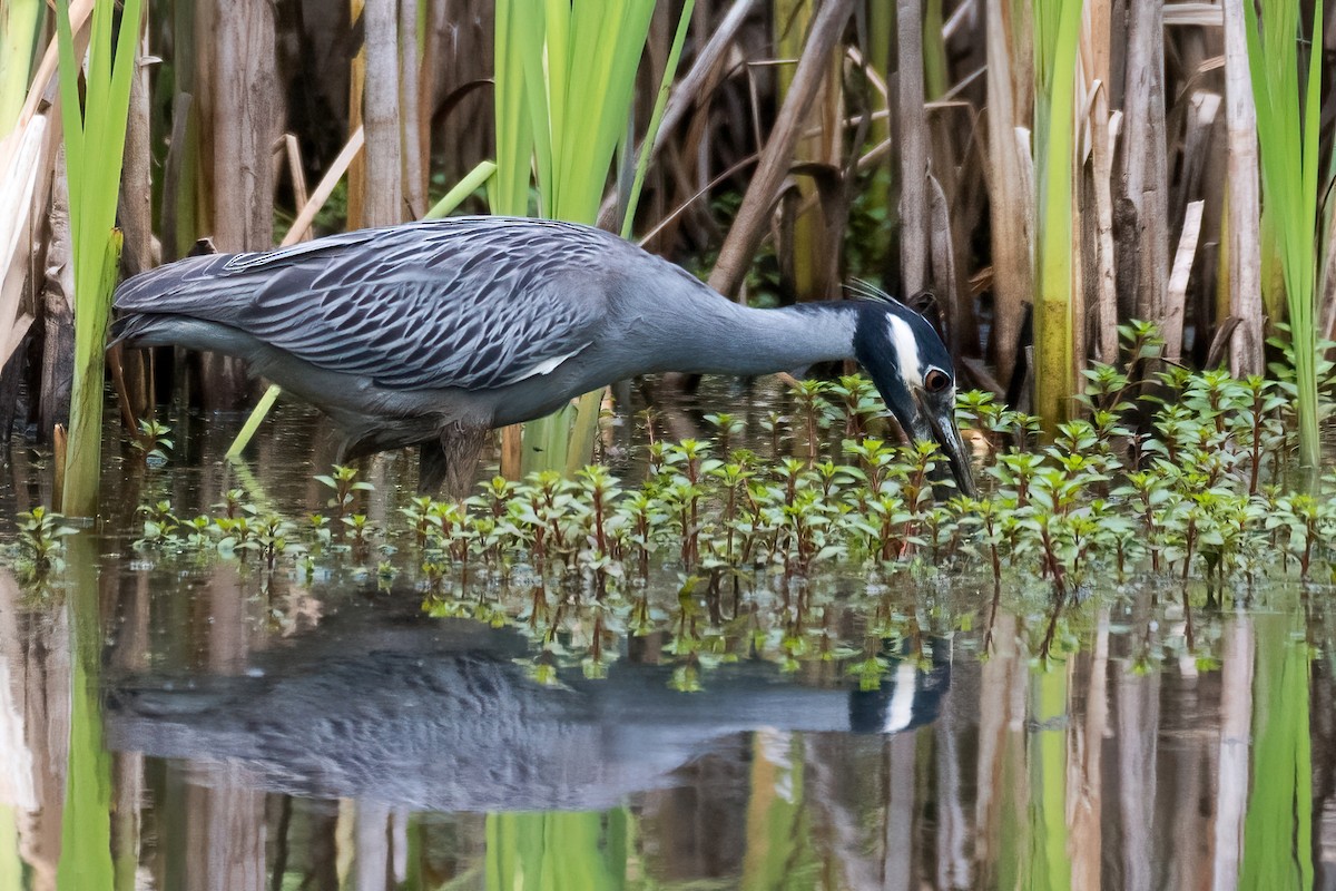 Yellow-crowned Night Heron - Steven McGrath