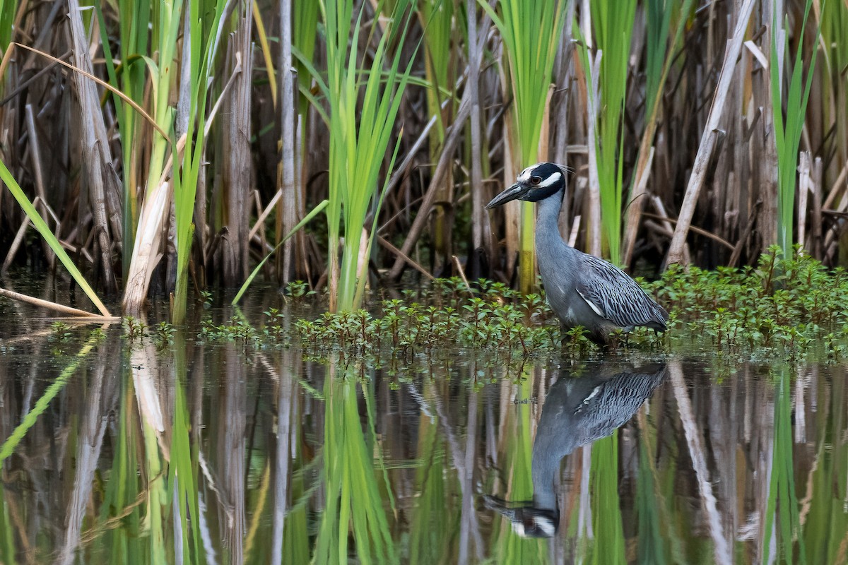 Yellow-crowned Night Heron - ML357280341