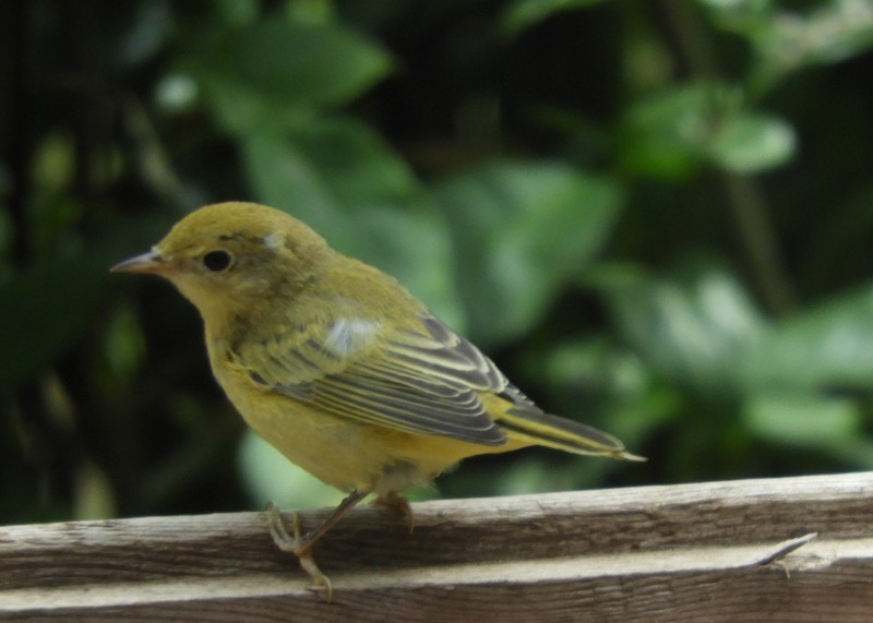 Yellow Warbler - ML357282921