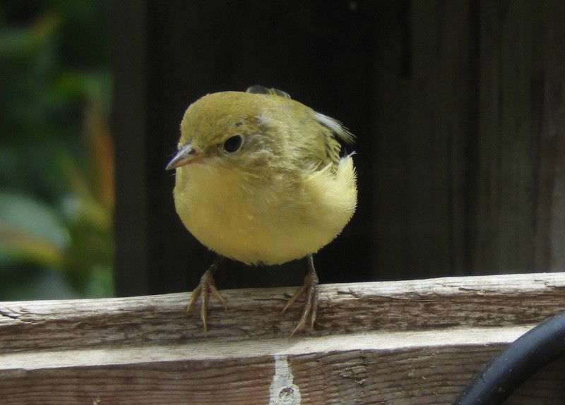 Yellow Warbler - Jeff Harding