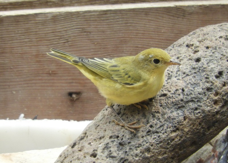 Yellow Warbler - ML357282941