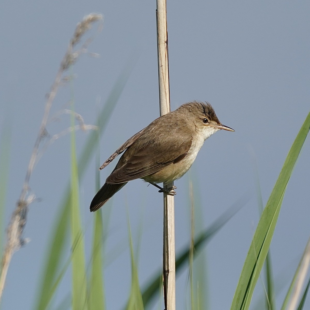 Common Reed Warbler - ML357283841