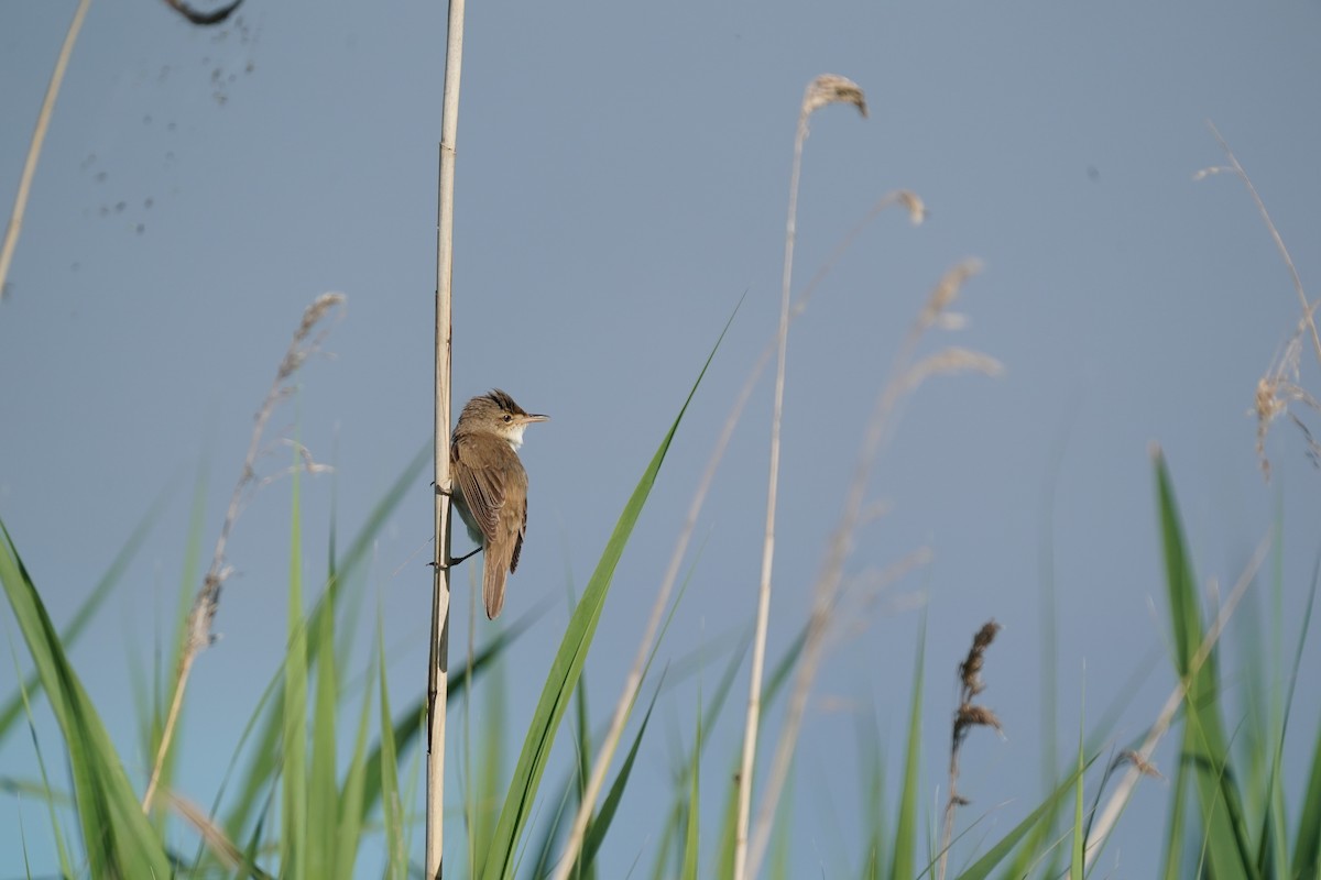 Common Reed Warbler - ML357283871