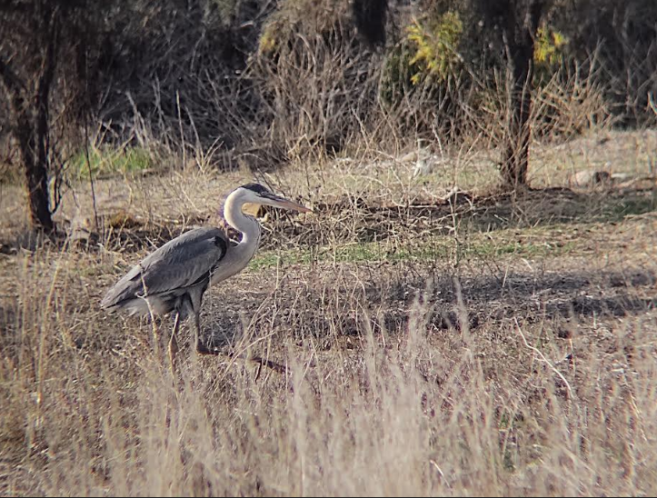 Garza Cuca - ML357284361