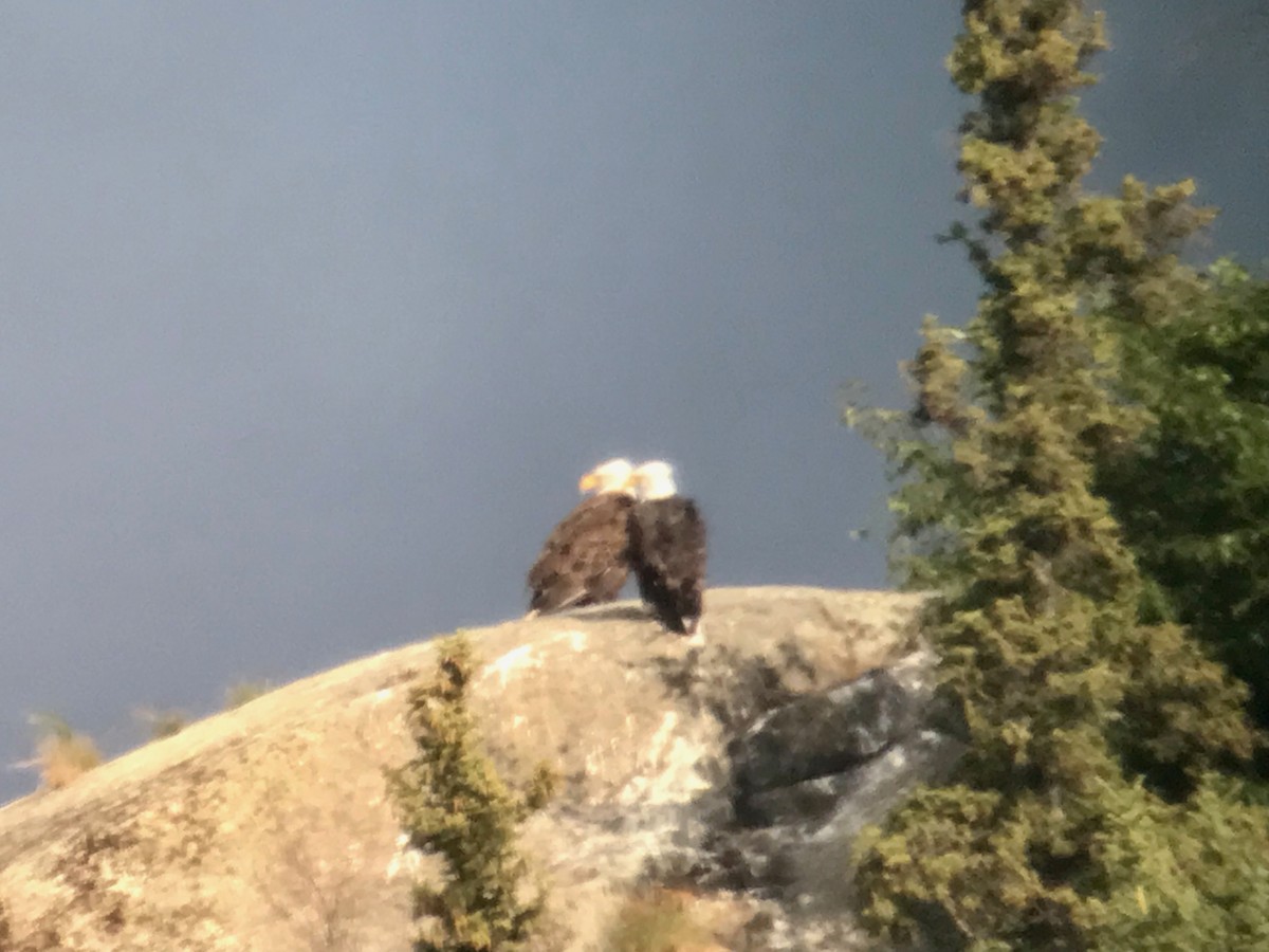 Bald Eagle - ML357286021