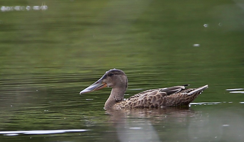 Northern Shoveler - Yves Dugré