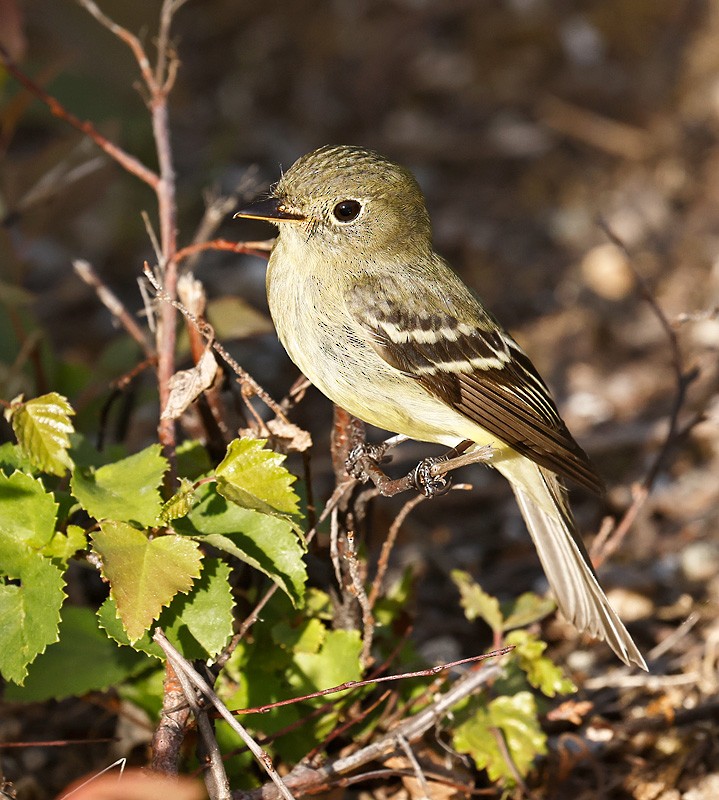 Yellow-bellied Flycatcher - ML357288231