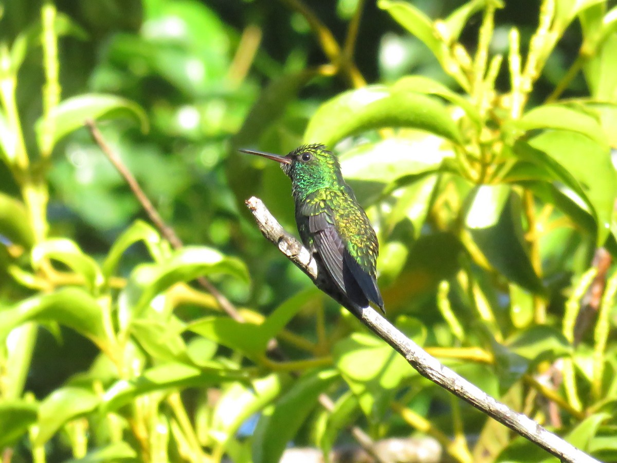 Blue-chinned Sapphire - Mario Campagnoli