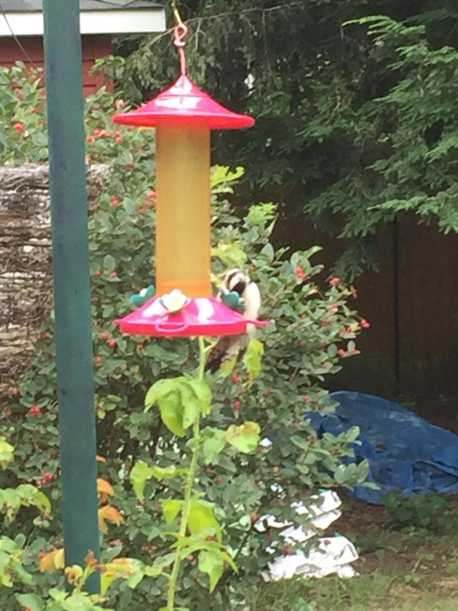 Downy Woodpecker - Christian Coté