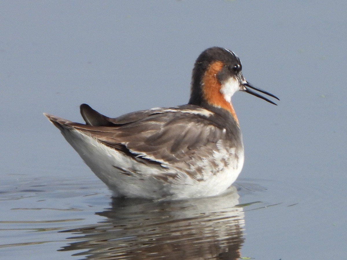 Red-necked Phalarope - ML357289811