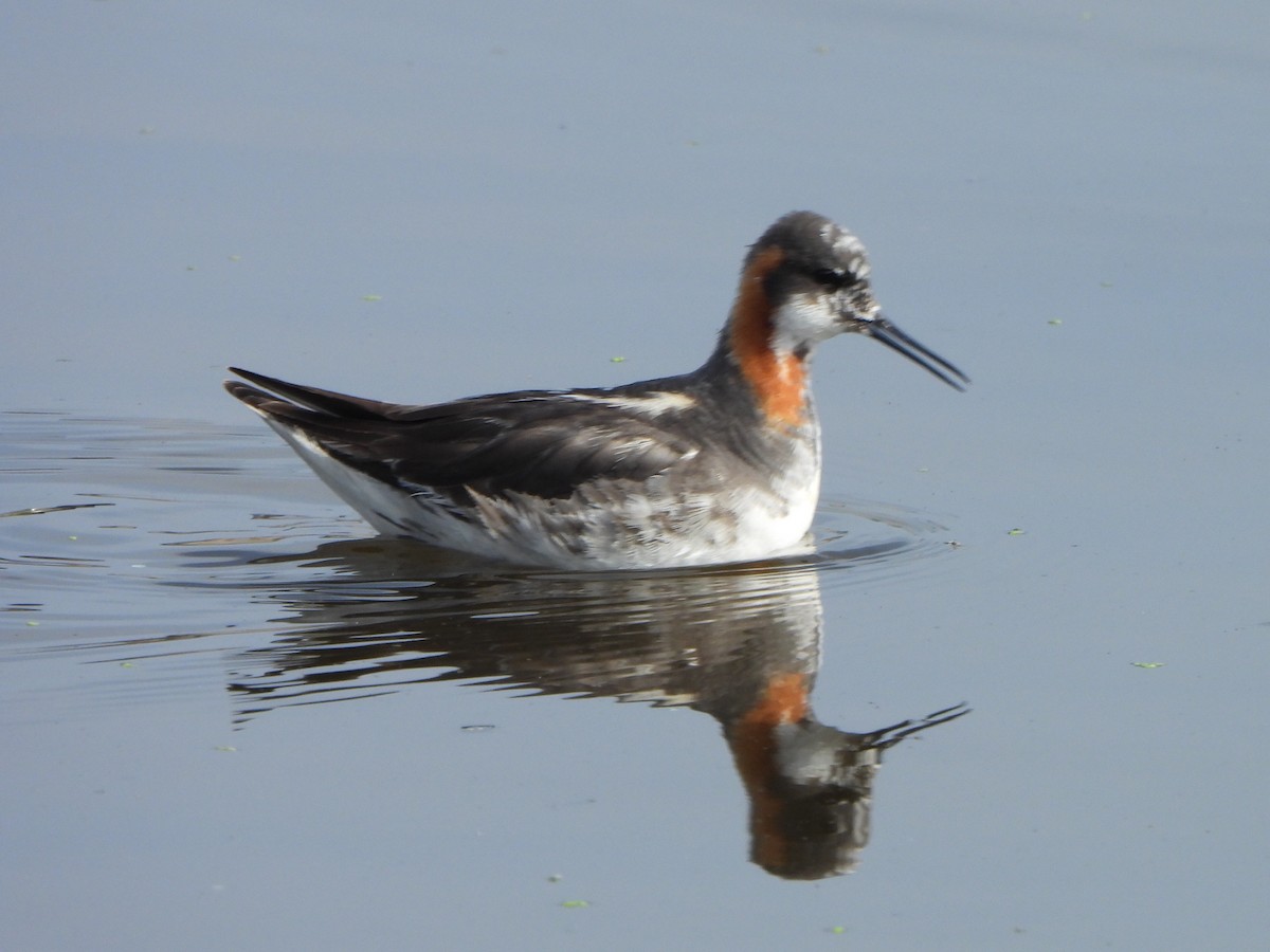 Red-necked Phalarope - ML357289821