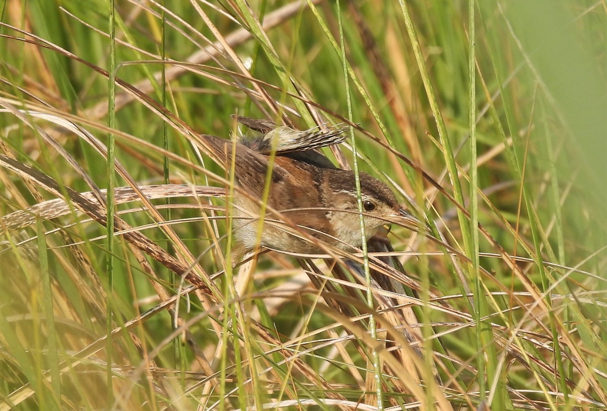 Marsh Wren - ML357291141