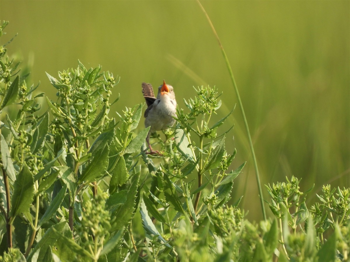 Marsh Wren - ML357291201