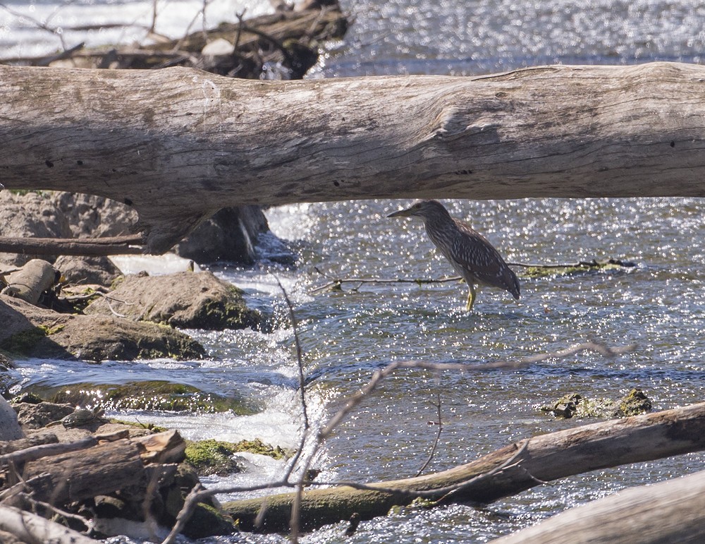 Black-crowned Night Heron - ML35729201