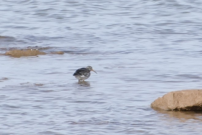 Purple Sandpiper - Brian Davis