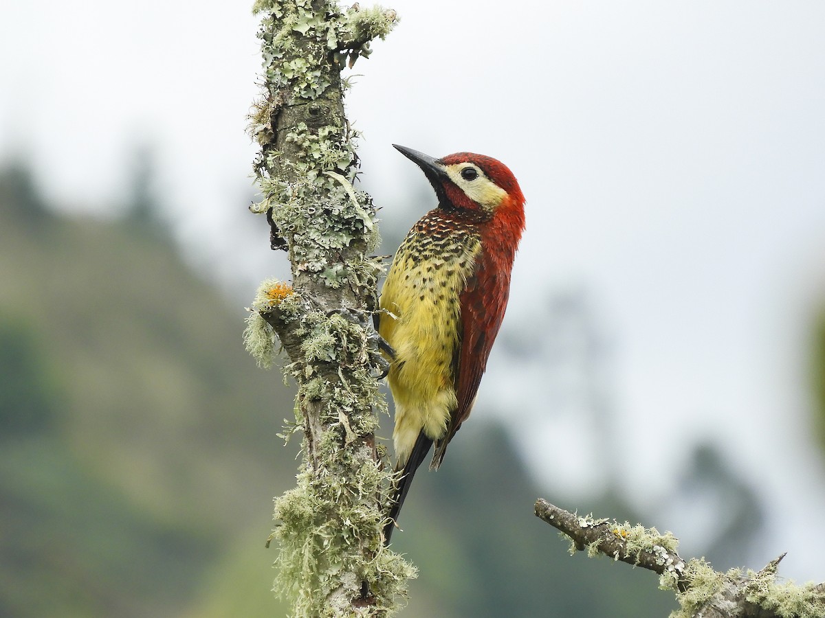 Crimson-mantled Woodpecker - Paul Molina A