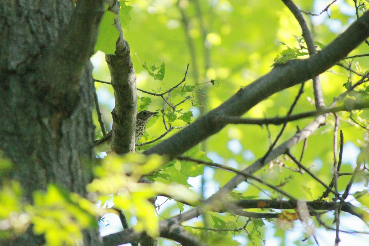Gray-cheeked Thrush - ML35729561