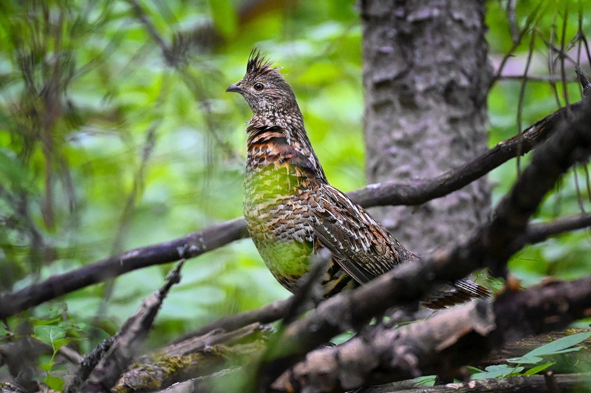 Ruffed Grouse - Roger Beardmore