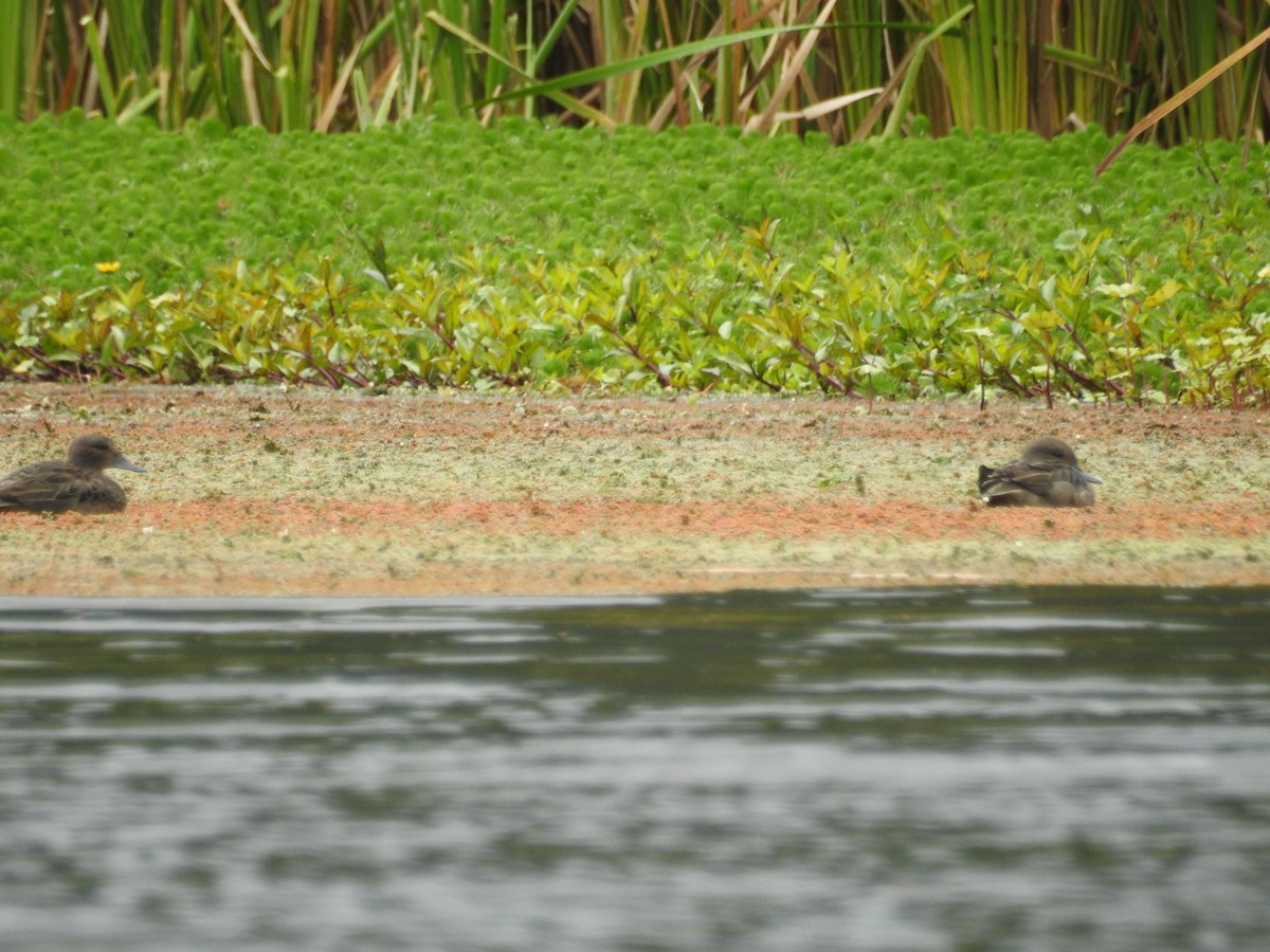 Andean Teal - ML357298081