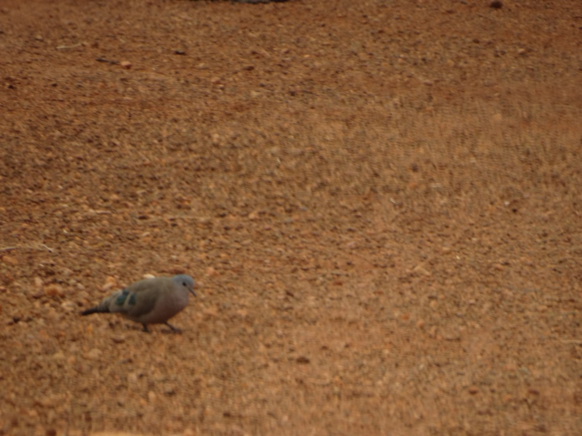 Emerald-spotted Wood-Dove - ML357301051