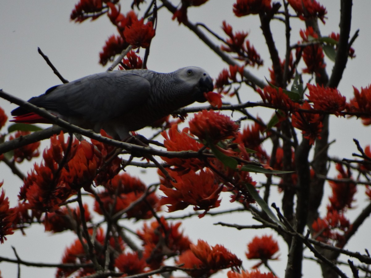 Gray Parrot - ML357301881