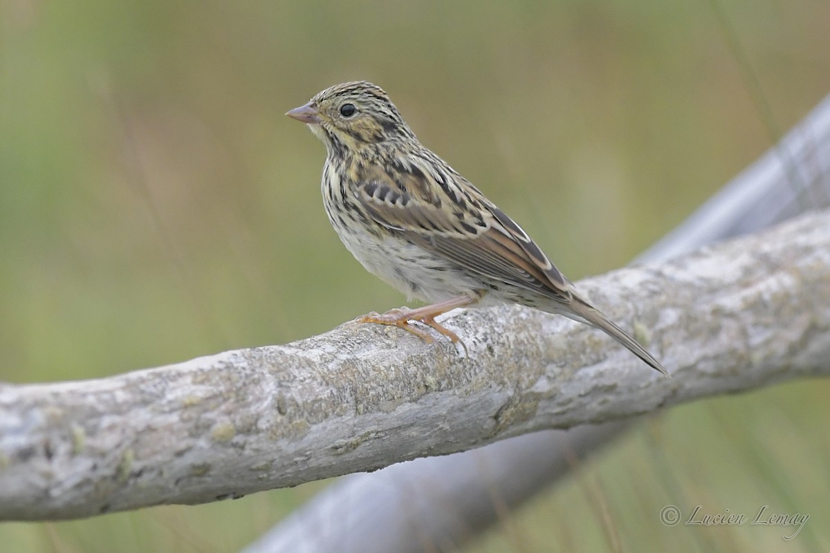 Savannah Sparrow (Savannah) - Lucien Lemay