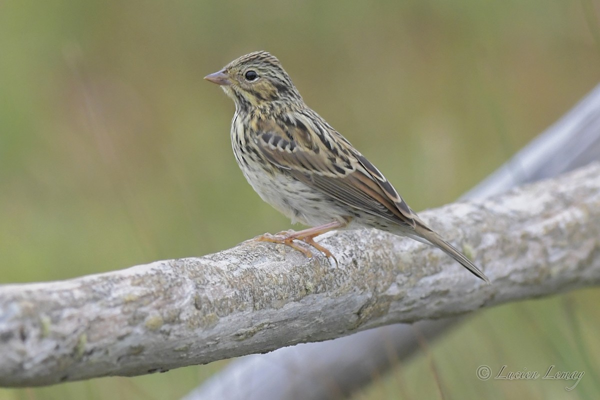 Savannah Sparrow (Savannah) - Lucien Lemay