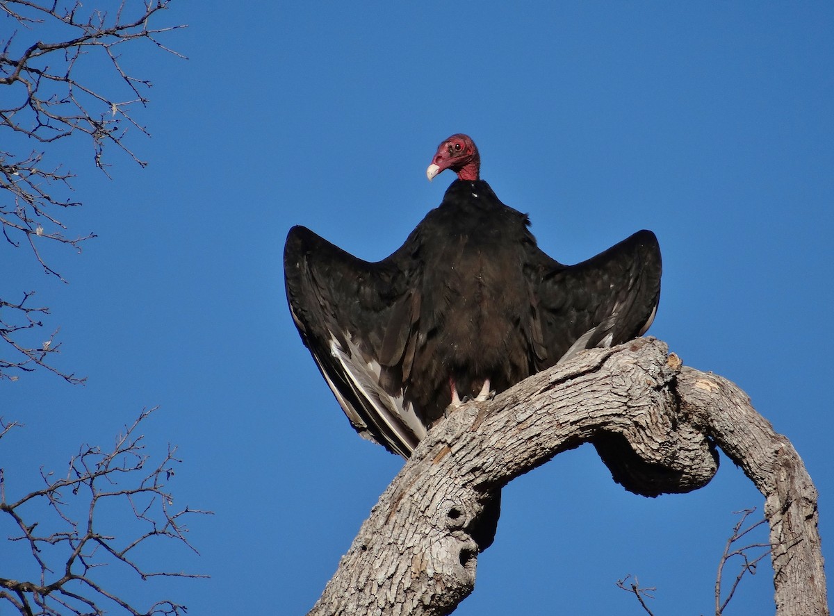 Turkey Vulture - Cara Barnhill