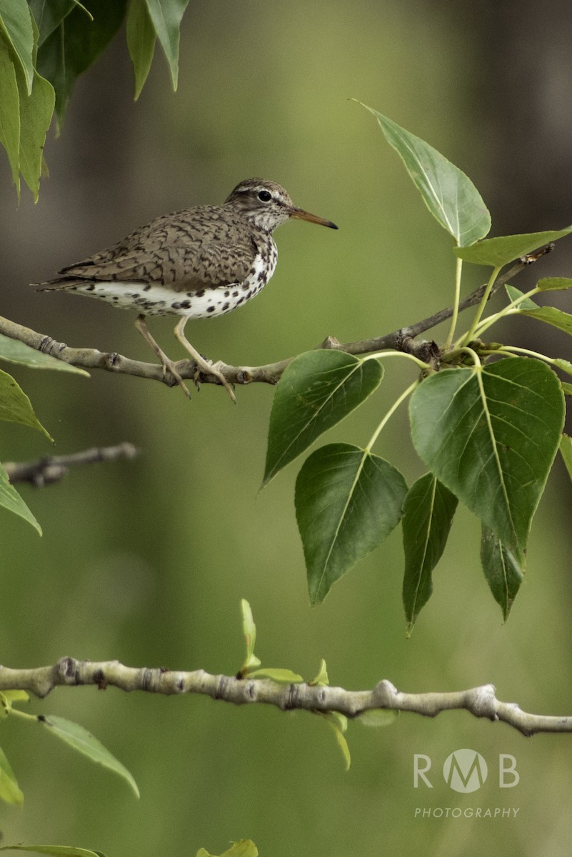 Spotted Sandpiper - Robb Bell