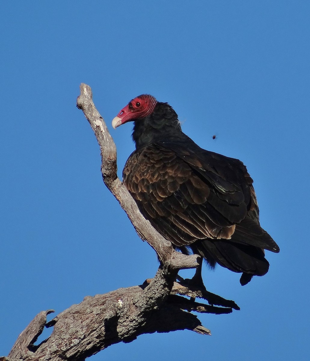 Turkey Vulture - Cara Barnhill