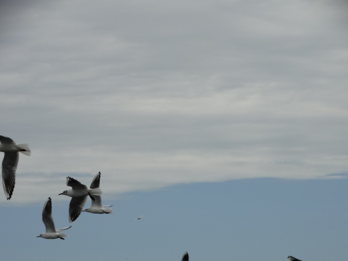 Black-headed Gull - ML357303841
