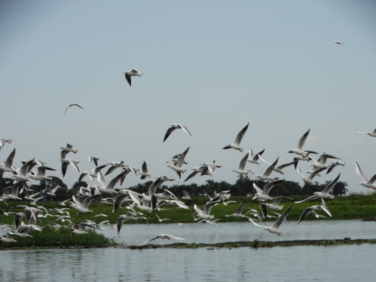 Black-headed Gull - ML357303851