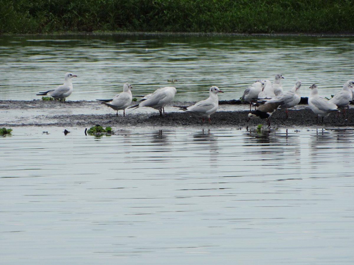 Black-headed Gull - ML357303861
