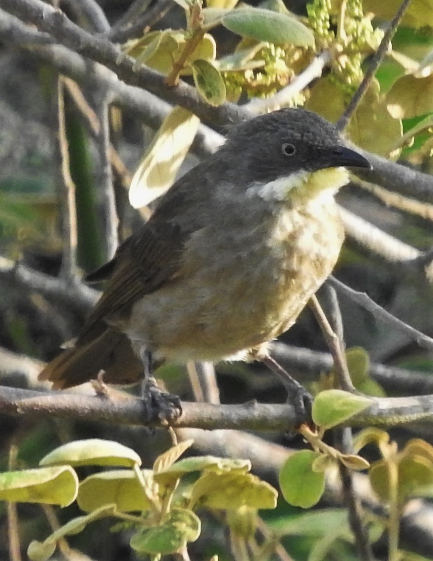 Black-lored Babbler (Sharpe's) - ML357303901