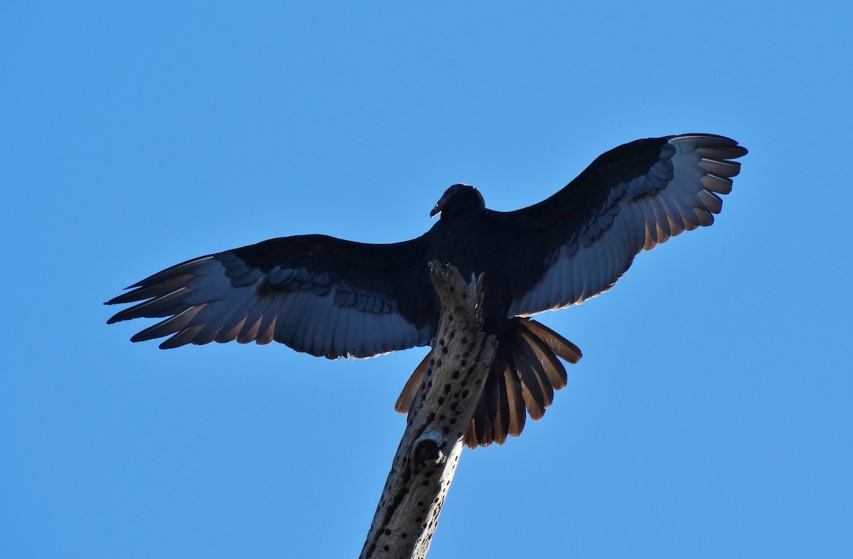 Turkey Vulture - Cara Barnhill