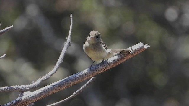 Western Flycatcher (Pacific-slope) - ML357303921