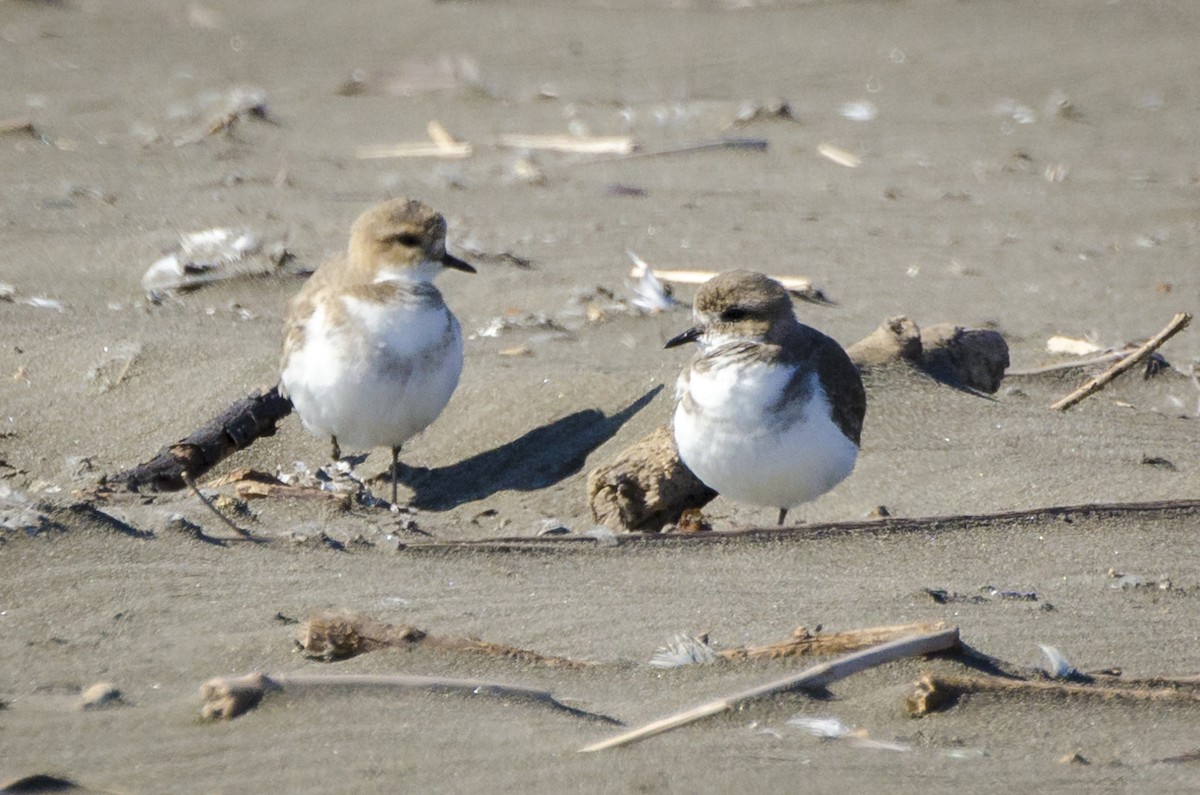 Two-banded Plover - ML357304141