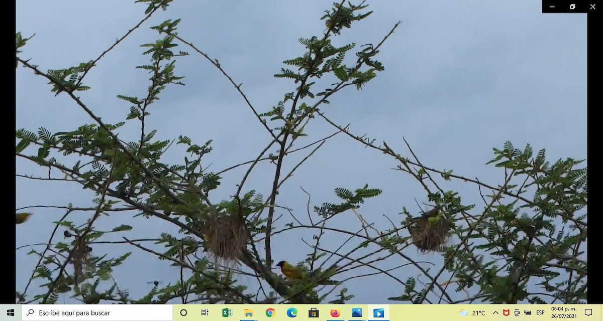 Black-headed Weaver - ML357305011