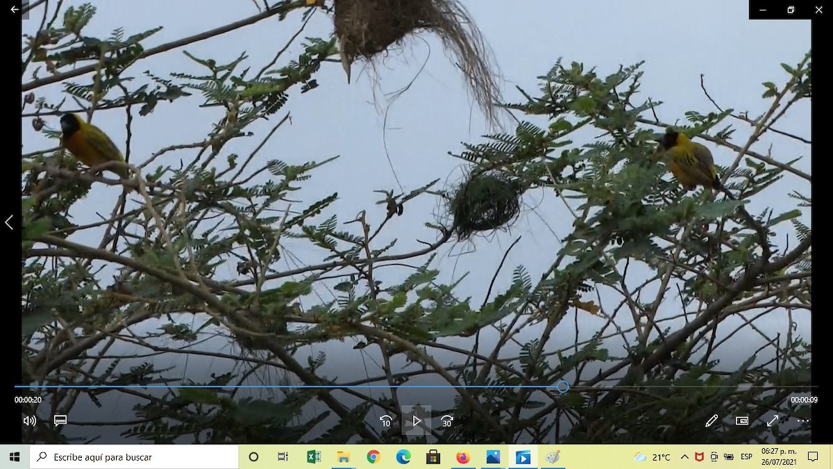 Black-headed Weaver - ML357305021