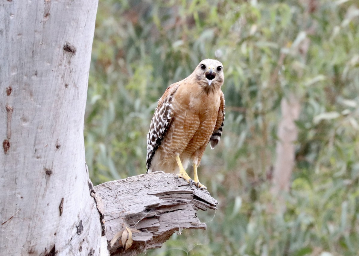 Red-shouldered Hawk - John Bruin