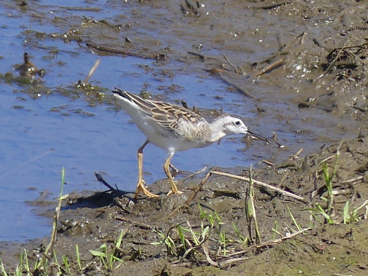 Wilson's Phalarope - Mike McGrenere